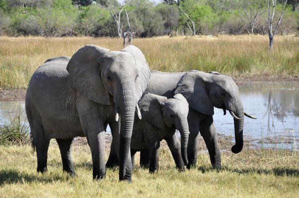 Comment organiser une expédition pour observer les éléphants dans le parc national de Chobe, Botswana?