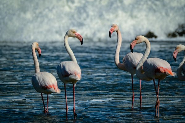 Quels sont les meilleurs spots pour observer les oiseaux dans le delta de l'Okavango, Botswana?