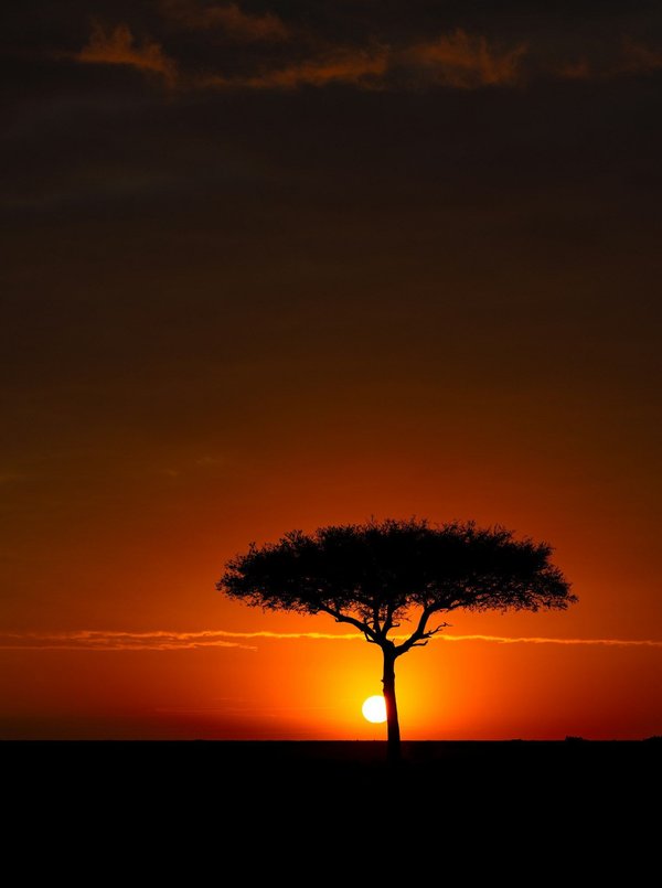Où apprendre la photographie de la faune dans le parc national du Serengeti, Tanzanie : stages et périodes idéales ?